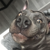 domkos